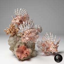 Image result for Pterois volitans