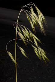 Attēlu rezultāti vaicājumam “Anisantha tectorum fruit”