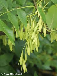 Attēlu rezultāti vaicājumam “Fraxinus pennsylvanica fruit”