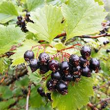 Attēlu rezultāti vaicājumam “Crataegus chlorosarca”