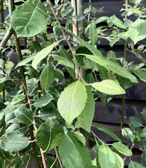 Attēlu rezultāti vaicājumam “Salix caprea leaf”