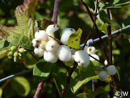 Attēlu rezultāti vaicājumam “Symphoricarpos albus fruit”