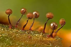 Attēlu rezultāti vaicājumam “Cribraria tenella”