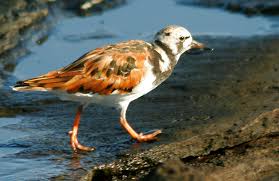 Attēlu rezultāti vaicājumam “Arenaria interpres”