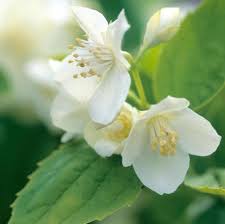 Attēlu rezultāti vaicājumam “Philadelphus coronarius flower”