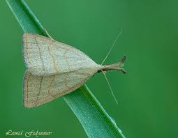 Attēlu rezultāti vaicājumam “Polypogon tentacularius”
