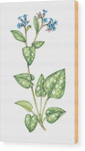 Attēlu rezultāti vaicājumam “Pulmonaria officinalis”