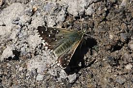 Attēlu rezultāti vaicājumam “Pyrgus alveus upperside”