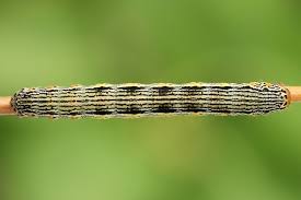 Attēlu rezultāti vaicājumam “Arichanna melanaria”