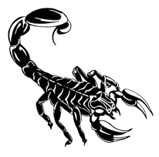 Image result for Scorpion Martial Arts Academy