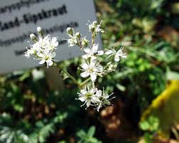 Attēlu rezultāti vaicājumam “Gypsophila fastigiata flower”