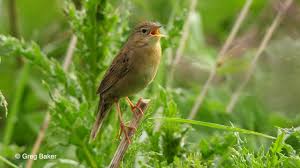 Image result for Locustella naevia