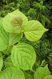 Attēlu rezultāti vaicājumam “Celastrus flagellaris”