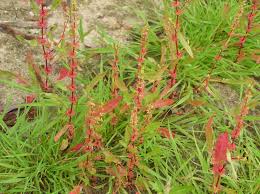 Attēlu rezultāti vaicājumam “Rumex maritimus leaf”