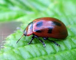 Attēlu rezultāti vaicājumam “Gonioctena viminalis”