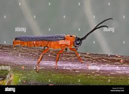 Attēlu rezultāti vaicājumam “Oberea oculata”