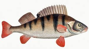 Image result for Perca fluviatilis