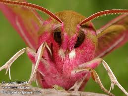 Attēlu rezultāti vaicājumam “Deilephila elpenor imago”