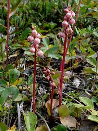 Attēlu rezultāti vaicājumam “Pyrola minor flower”
