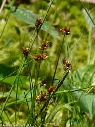 Attēlu rezultāti vaicājumam “Carex chordorrhiza”