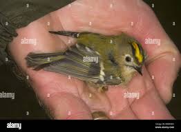 Attēlu rezultāti vaicājumam “Regulus regulus adult”