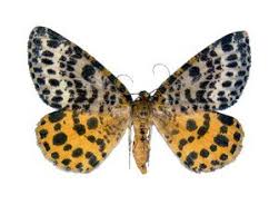 Attēlu rezultāti vaicājumam “Arichanna melanaria”