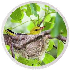 Attēlu rezultāti vaicājumam “Oriolus oriolus female”