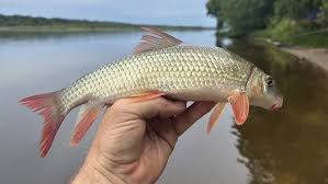 Image result for Moxostoma macrolepidotum
