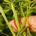 Attēlu rezultāti vaicājumam “Galium rivale”