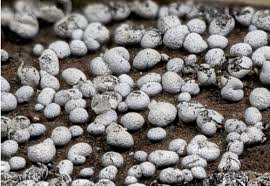 Attēlu rezultāti vaicājumam “Badhamia capsulifera”