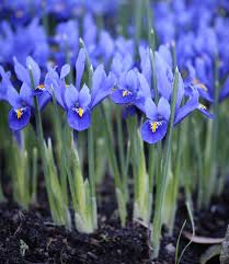 Attēlu rezultāti vaicājumam “Iris reticulata”
