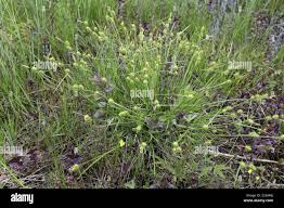 Attēlu rezultāti vaicājumam “Carex flava”