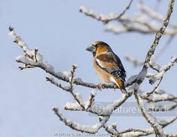Attēlu rezultāti vaicājumam “Coccothraustes coccothraustes adult”