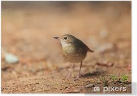 Image result for Luscinia cyane