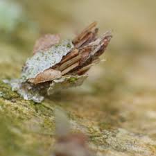 Attēlu rezultāti vaicājumam “Proutia betulina”