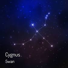 Image result for Cygnus cygnus