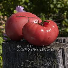 Afbeeldingsresultaat voor marizol purple tomato