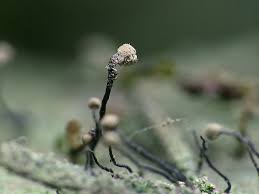 Attēlu rezultāti vaicājumam “Chaenotheca gracilenta”