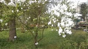 Attēlu rezultāti vaicājumam “Exochorda giraldii var. wilsonii”