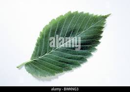 Attēlu rezultāti vaicājumam “Ulmus laevis leaf”