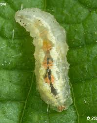 Attēlu rezultāti vaicājumam “Syrphus larva”
