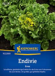 Image result for Endivie