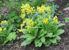 Attēlu rezultāti vaicājumam “Primula veris leaf”