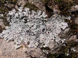 Attēlu rezultāti vaicājumam “Physconia distorta”