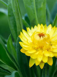 Image result for Strohblume