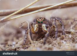 Attēlu rezultāti vaicājumam “Aelurillus v-insignitus”