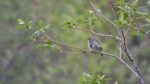 Image result for Phylloscopus humei