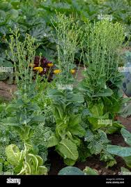 Attēlu rezultāti vaicājumam “Lactuca sativa flower”