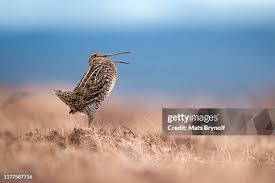 Image result for Gallinago media