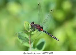 Attēlu rezultāti vaicājumam “Leucorrhinia dubia male”